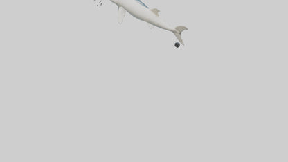 3D model Beluga Sturgeon swimming model VR / AR / low-poly