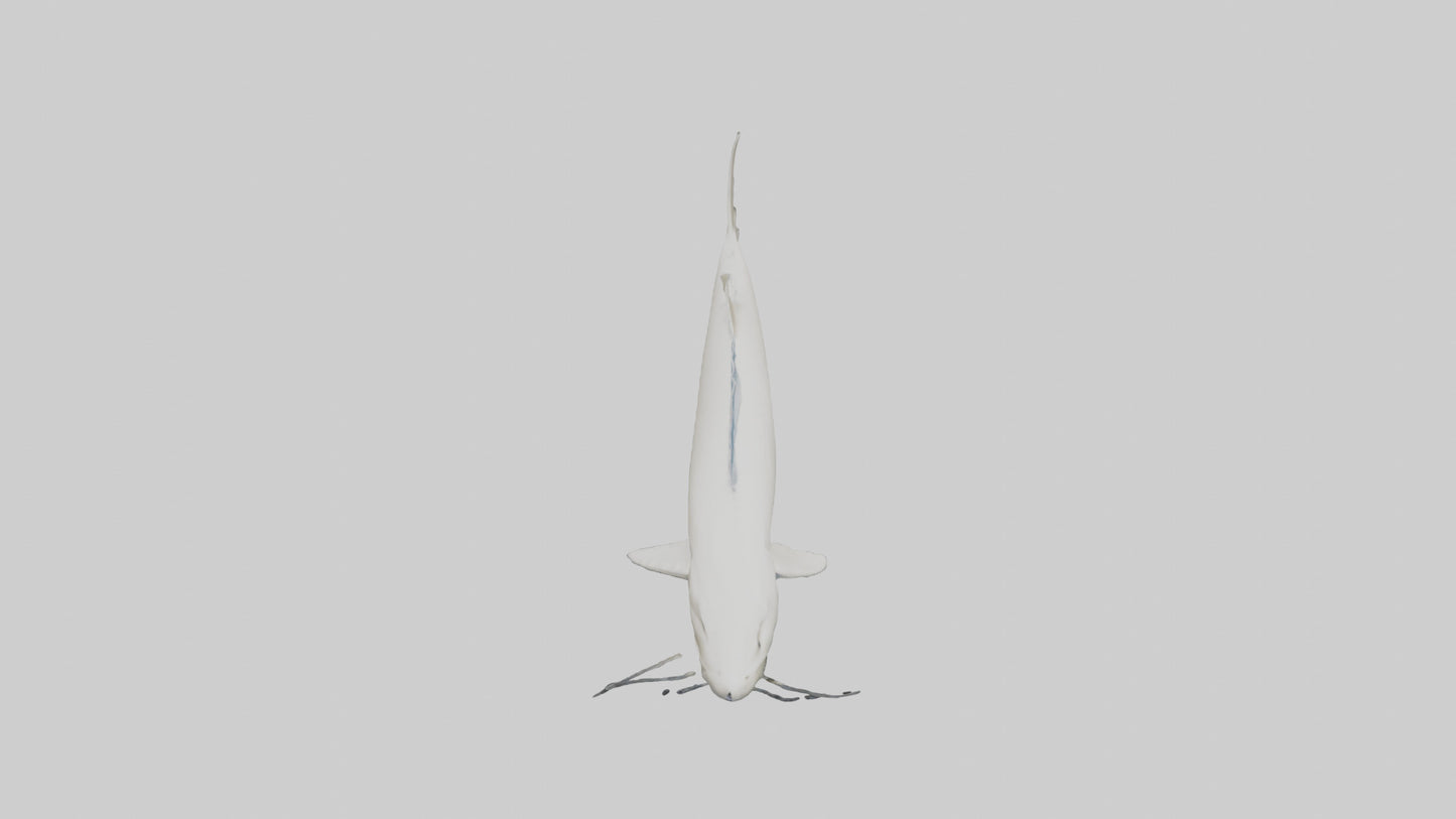 3D model Beluga Sturgeon swimming model VR / AR / low-poly