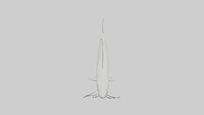 3D model Beluga Sturgeon swimming model VR / AR / low-poly
