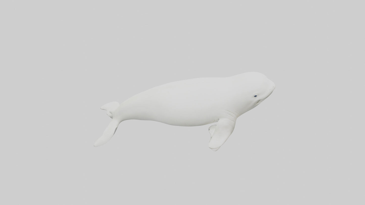 3D model Beluga Whale statue model VR / AR / low-poly