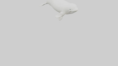 3D model Beluga Whale statue model VR / AR / low-poly