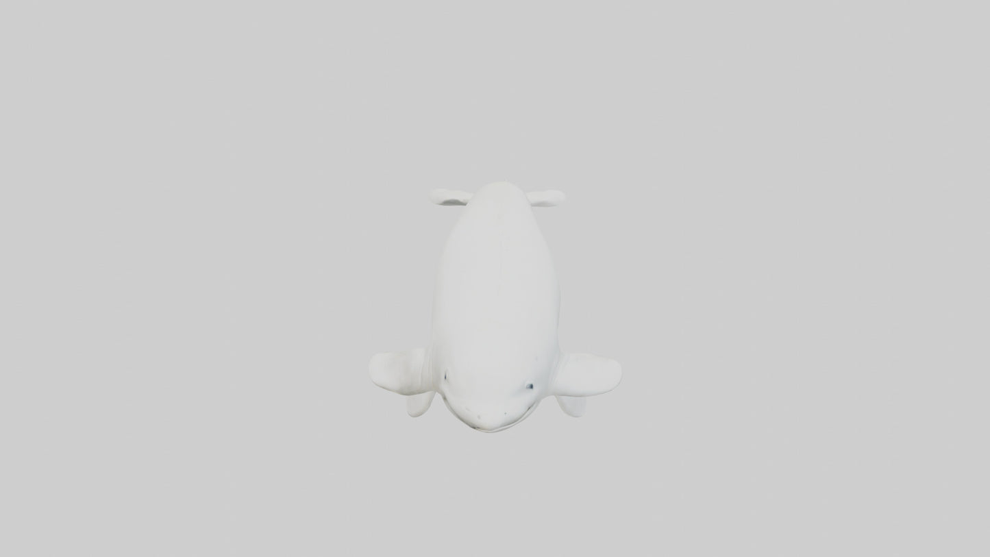 3D model Beluga Whale statue model VR / AR / low-poly