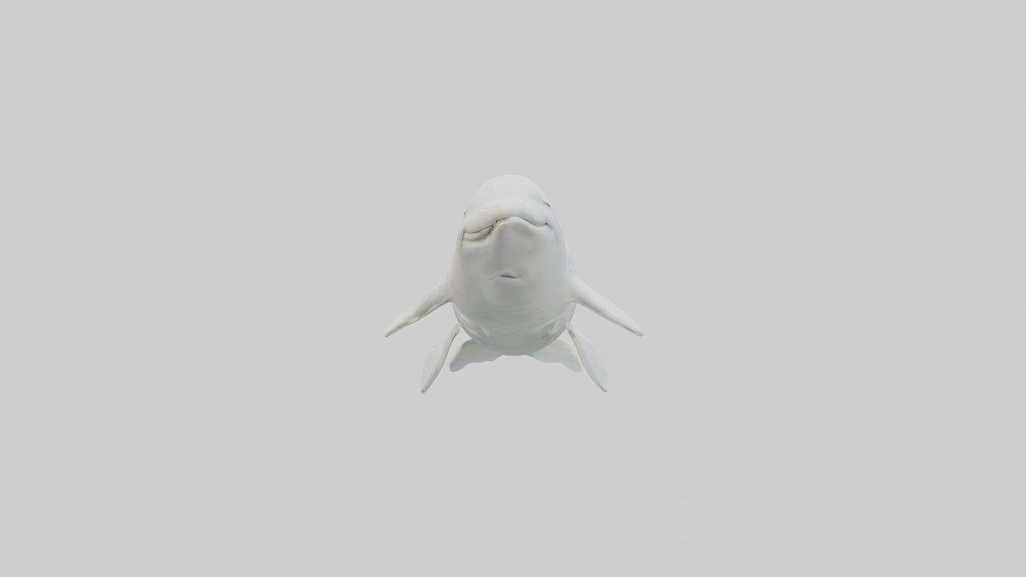 3D model Beluga Whale statue model VR / AR / low-poly