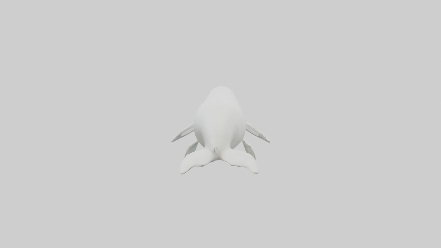 3D model Beluga Whale statue model VR / AR / low-poly