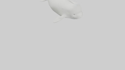 3D model Beluga Whale swimming model VR / AR / low-poly