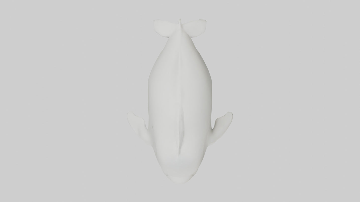3D model Beluga Whale swimming model VR / AR / low-poly