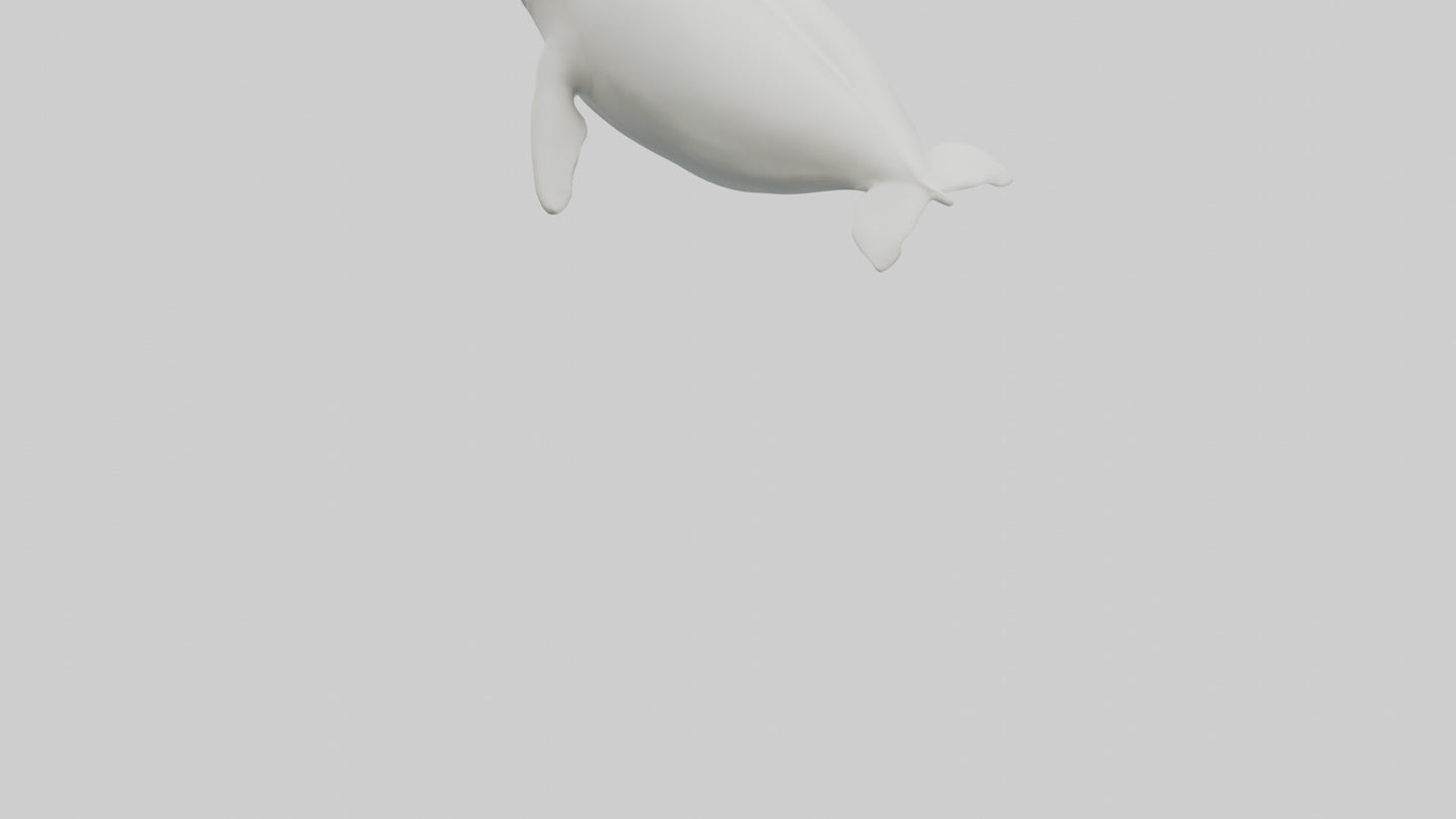 3D model Beluga Whale swimming model VR / AR / low-poly