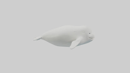 3D model Beluga Whale swimming model VR / AR / low-poly