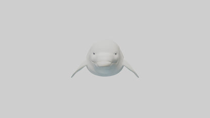 3D model Beluga Whale swimming model VR / AR / low-poly