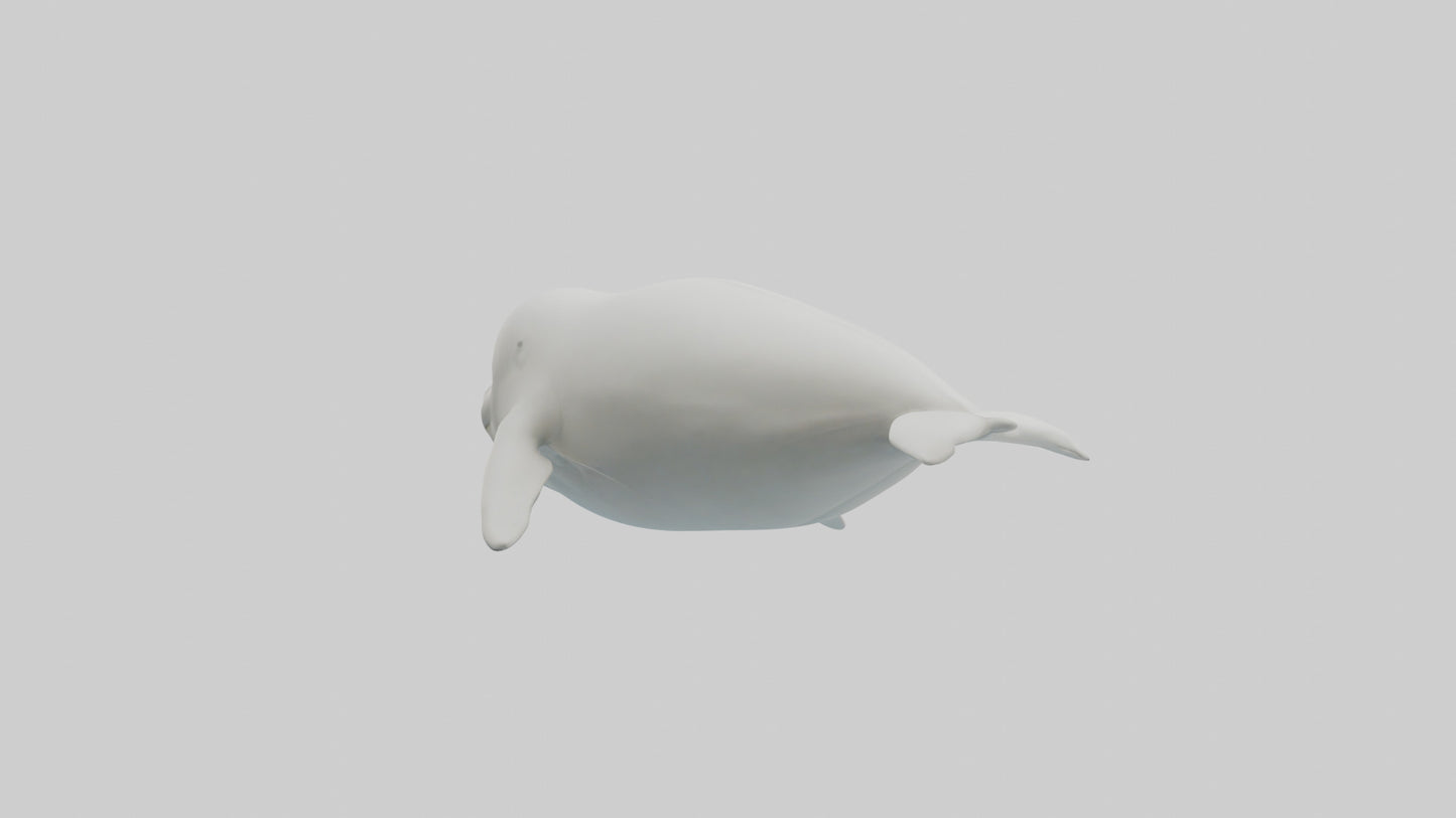 3D model Beluga Whale swimming model VR / AR / low-poly