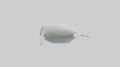 3D model Beluga Whale swimming model VR / AR / low-poly