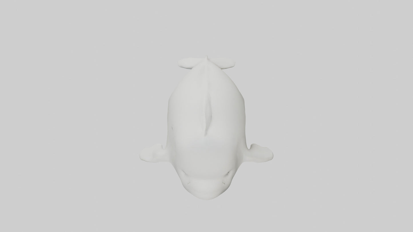 3D model Beluga Whale swimming model VR / AR / low-poly