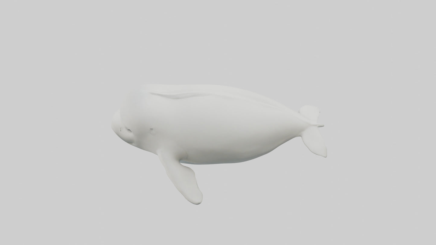 3D model Beluga Whale swimming model VR / AR / low-poly
