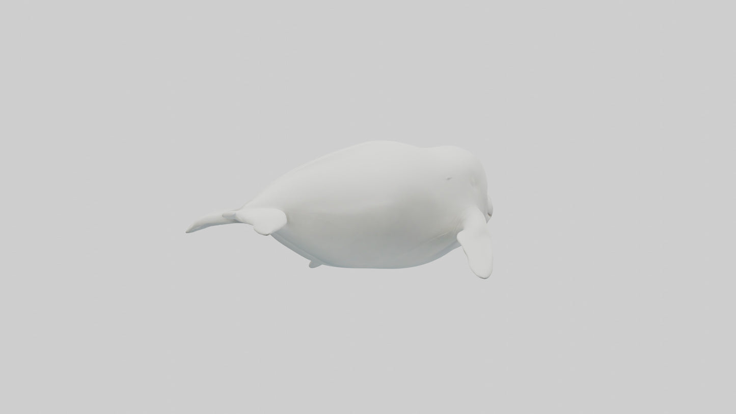 3D model Beluga Whale swimming model VR / AR / low-poly