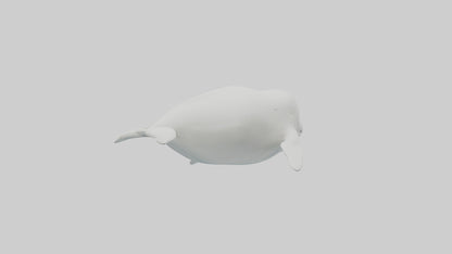3D model Beluga Whale swimming model VR / AR / low-poly