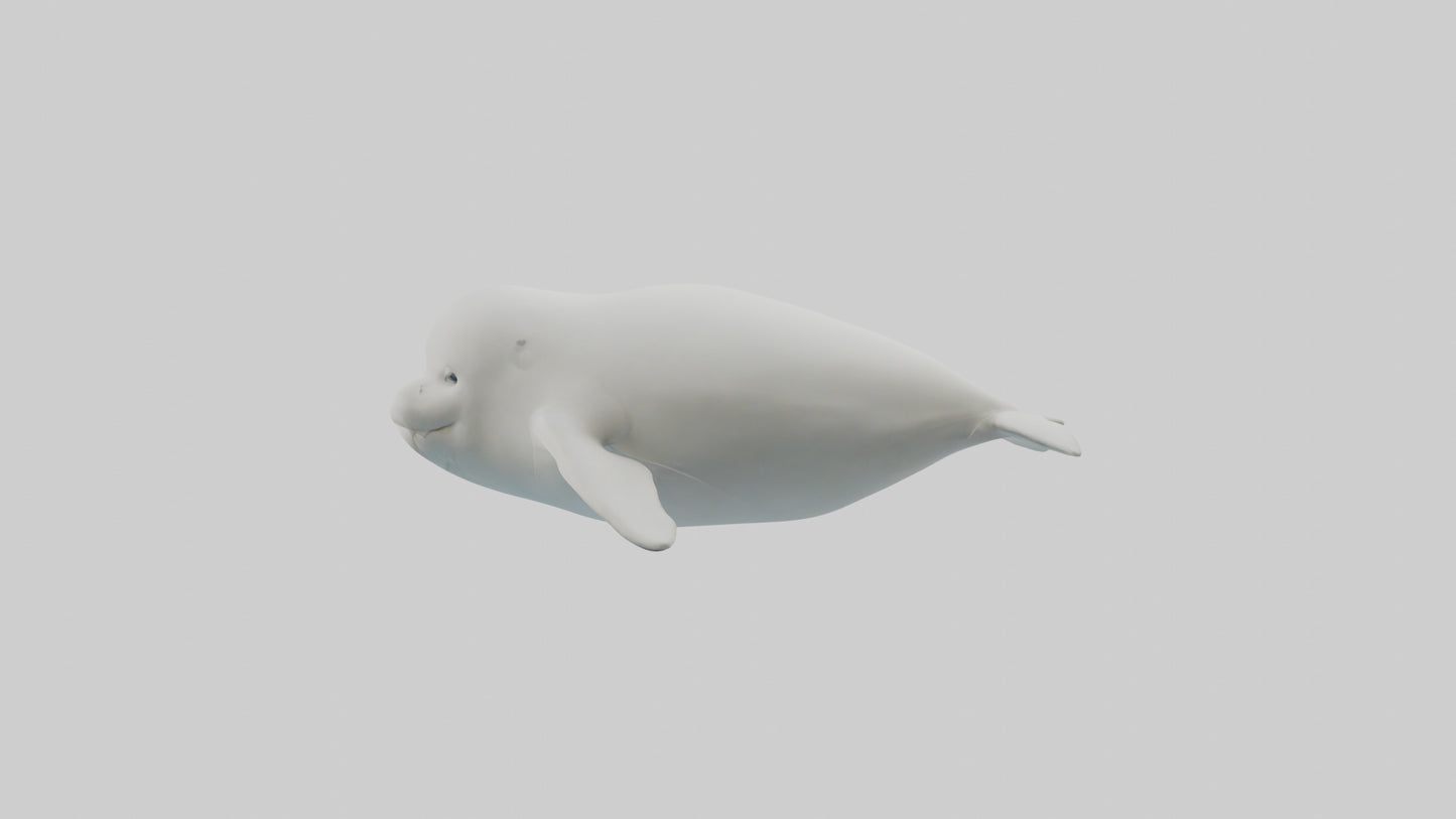 3D model Beluga Whale swimming model VR / AR / low-poly
