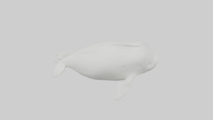 3D model Beluga Whale swimming model VR / AR / low-poly