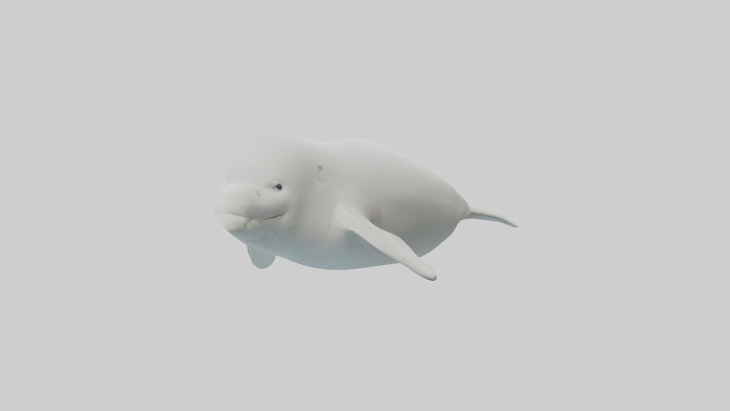 3D model Beluga Whale swimming model VR / AR / low-poly