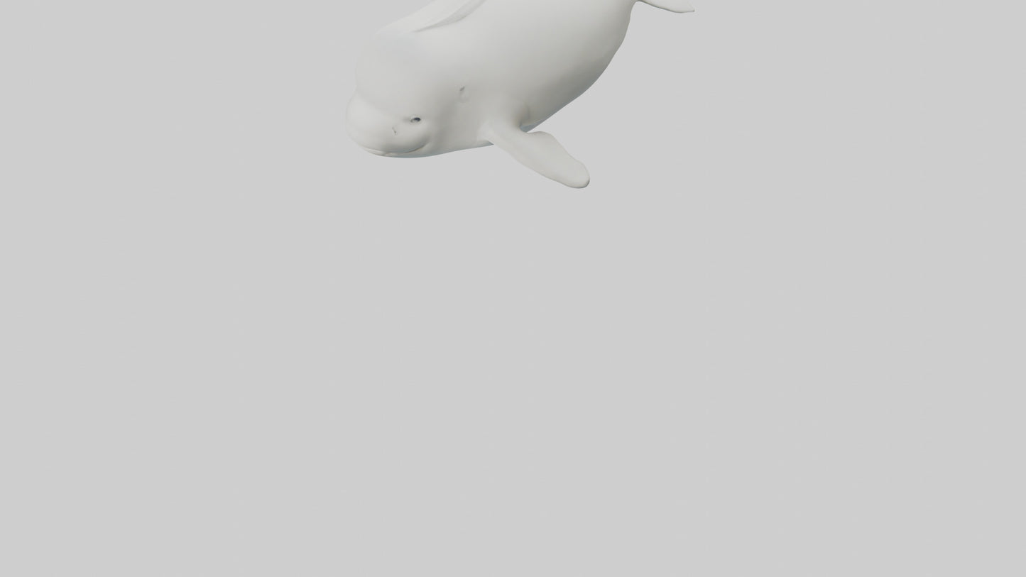 3D model Beluga Whale swimming model VR / AR / low-poly