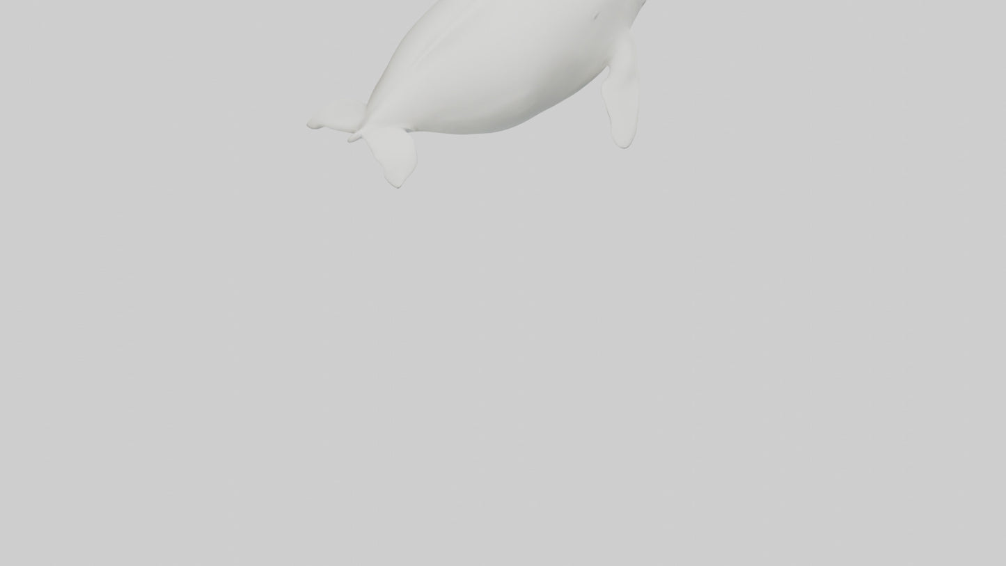 3D model Beluga Whale swimming model VR / AR / low-poly