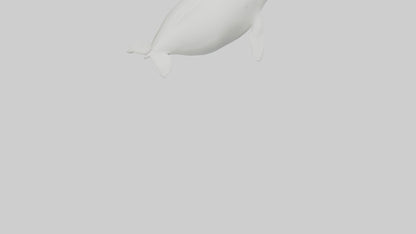 3D model Beluga Whale swimming model VR / AR / low-poly