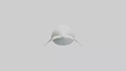 3D model Beluga Whale swimming model VR / AR / low-poly