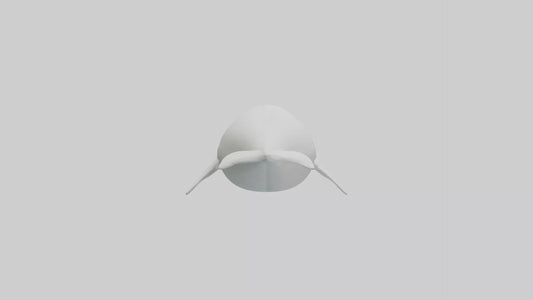 3D model Beluga Whale swimming model VR / AR / low-poly