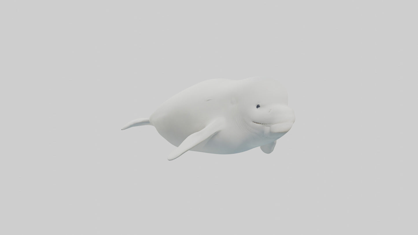 3D model Beluga Whale swimming model VR / AR / low-poly