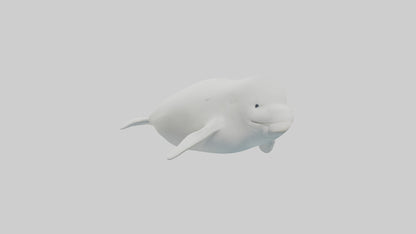 3D model Beluga Whale swimming model VR / AR / low-poly