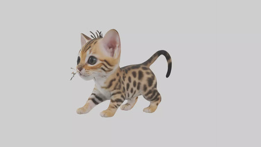 3D model Bengal Kitten Model 1 VR / AR / low-poly