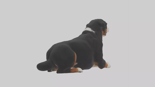 3D model Bernese Mountain Dog sitting model VR / AR / low-poly