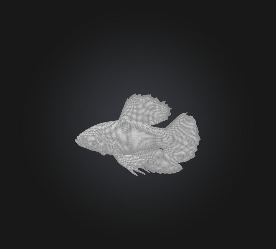 3D model Betta smaragdina Fish VR / AR / low-poly