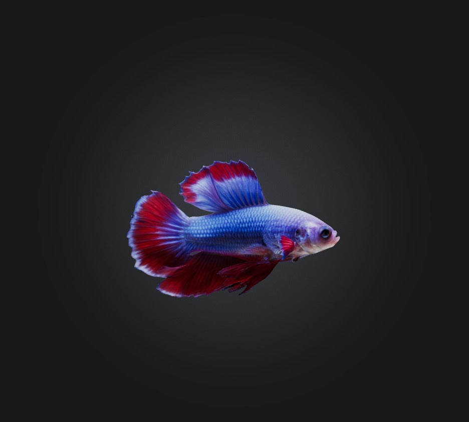3D model Betta smaragdina Fish VR / AR / low-poly