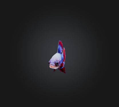 3D model Betta smaragdina Fish VR / AR / low-poly