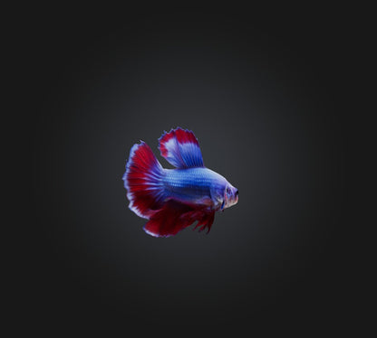3D model Betta smaragdina Fish VR / AR / low-poly