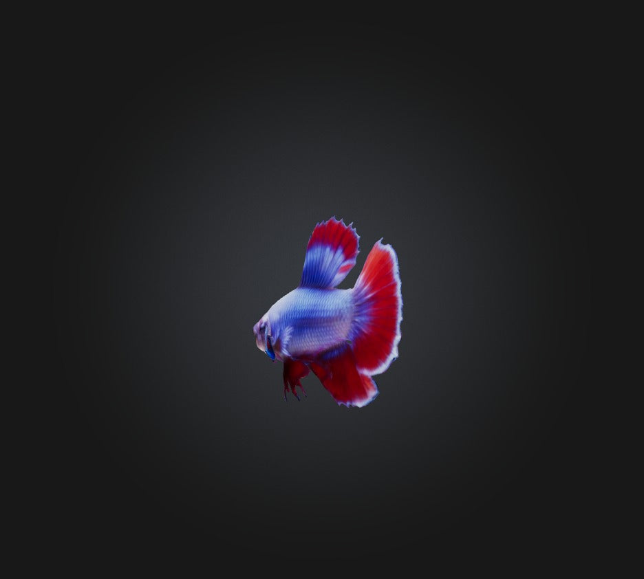 3D model Betta smaragdina Fish VR / AR / low-poly