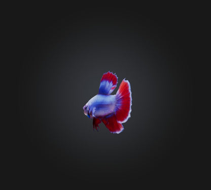 3D model Betta smaragdina Fish VR / AR / low-poly