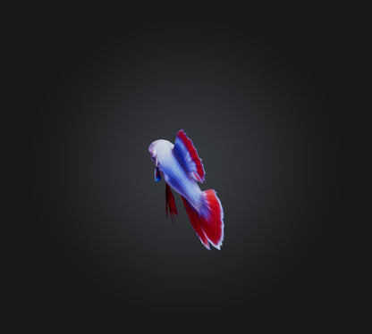 3D model Betta smaragdina Fish VR / AR / low-poly