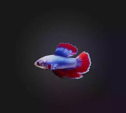 3D model Betta smaragdina Fish VR / AR / low-poly