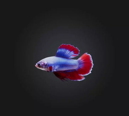 3D model Betta smaragdina Fish VR / AR / low-poly