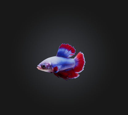3D model Betta smaragdina Fish VR / AR / low-poly