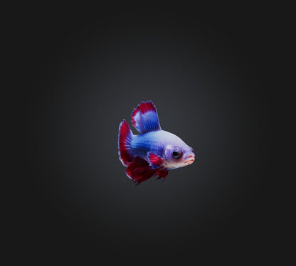 3D model Betta smaragdina Fish VR / AR / low-poly
