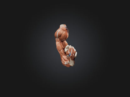 Biceps Brachii Muscle Model 3D model