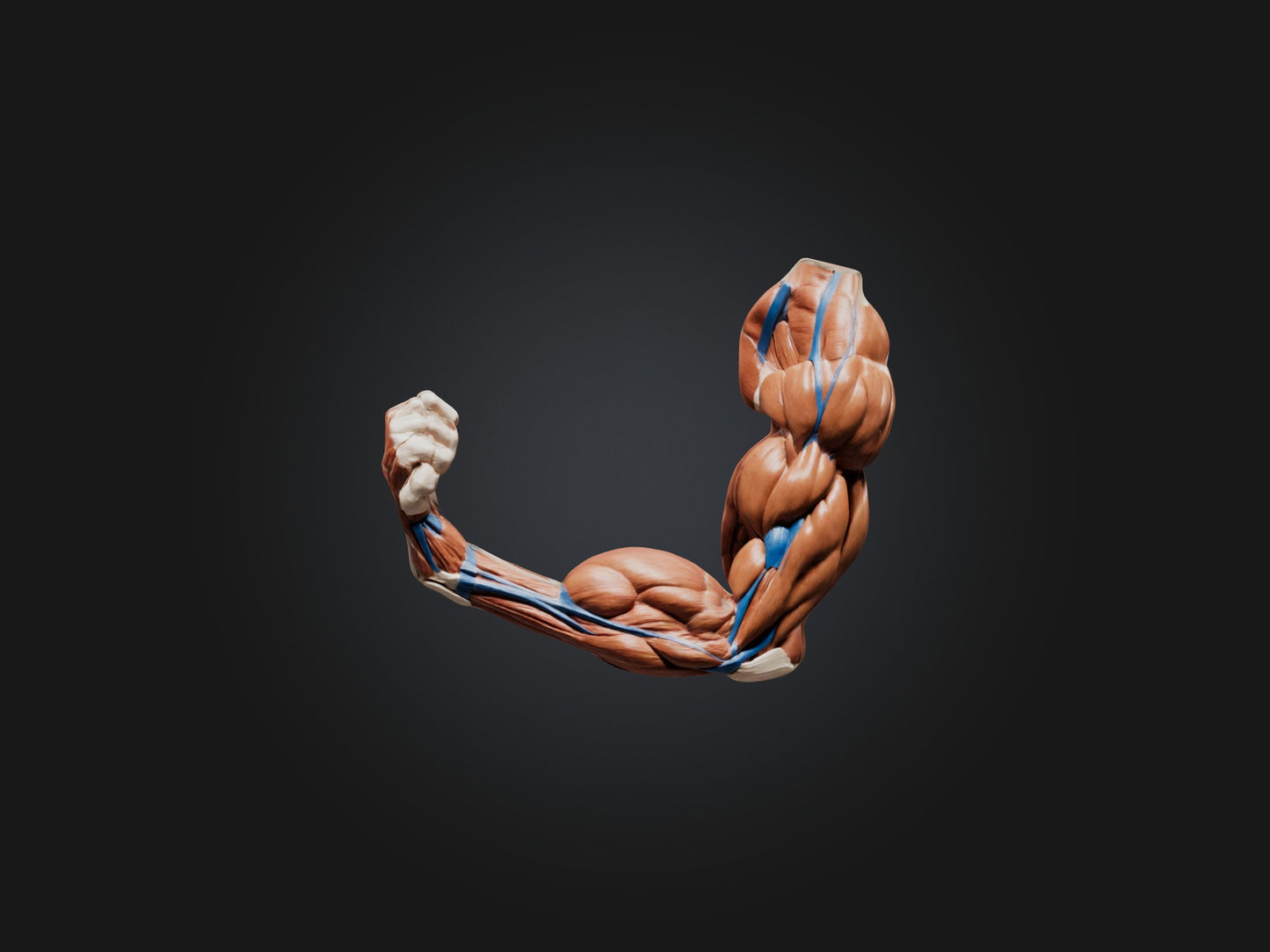 Biceps Brachii Muscle Model 3D model