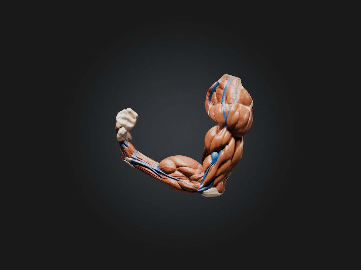 Biceps Brachii Muscle Model 3D model