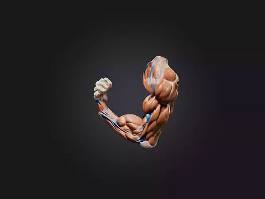 Biceps Brachii Muscle Model 3D model