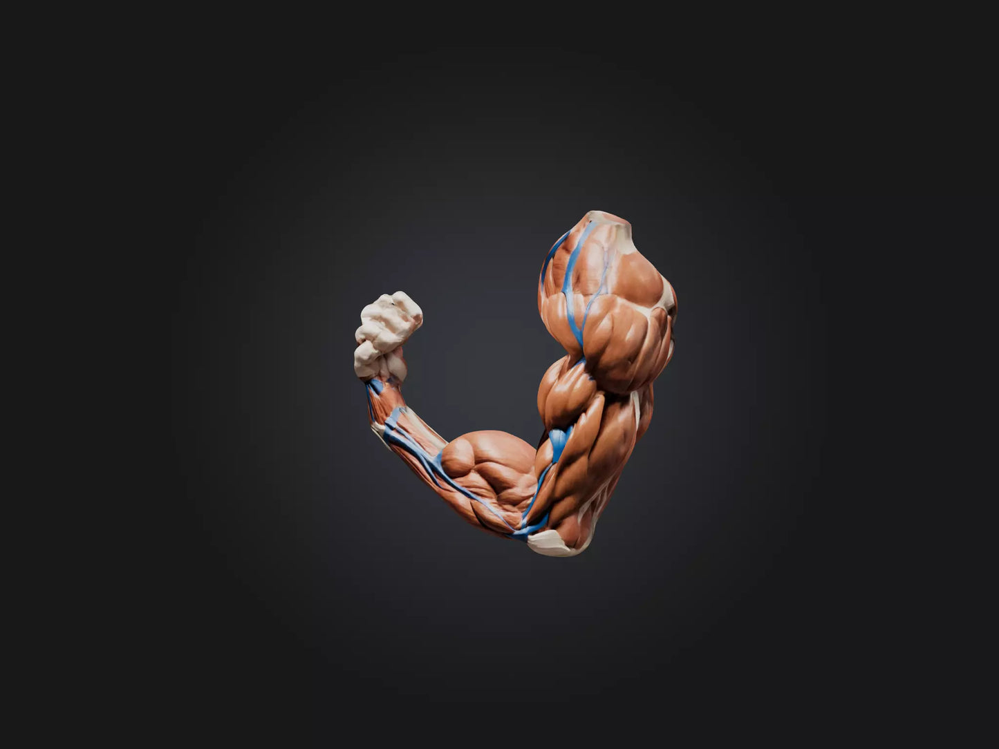 Biceps Brachii Muscle Model 3D model