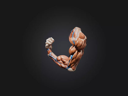 Biceps Brachii Muscle Model 3D model