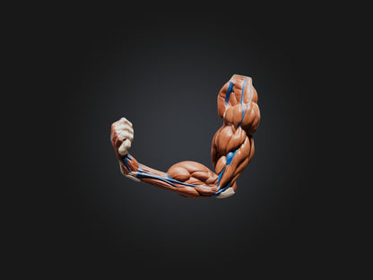 Biceps Brachii Muscle Model 3D model