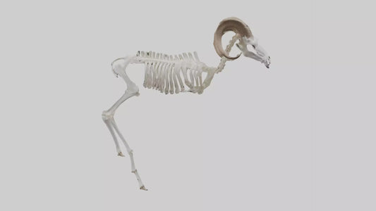 3D model Bighorn Sheep Skeleton model VR / AR / low-poly